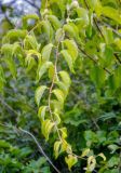 Celastrus orbiculata. Верхушка ветви. Приморье, окр. г. Находка, окр. пос. Ливадия, бухта Средняя, опушка широколиственного леса. 04.08.2021.