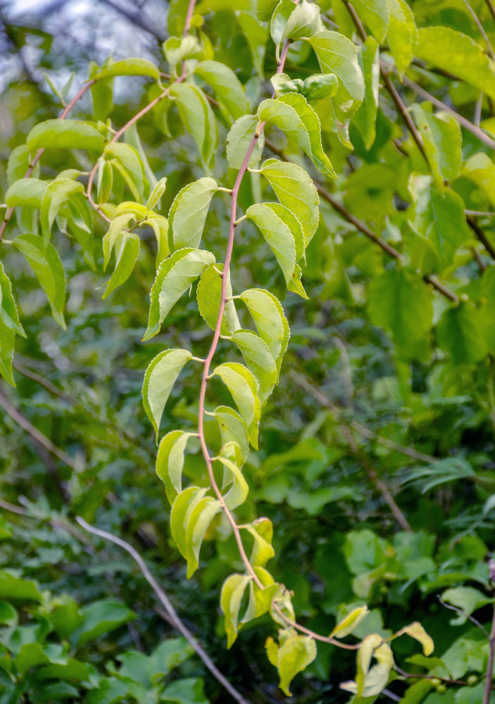 Изображение особи Celastrus orbiculata.