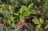 Fragaria viridis