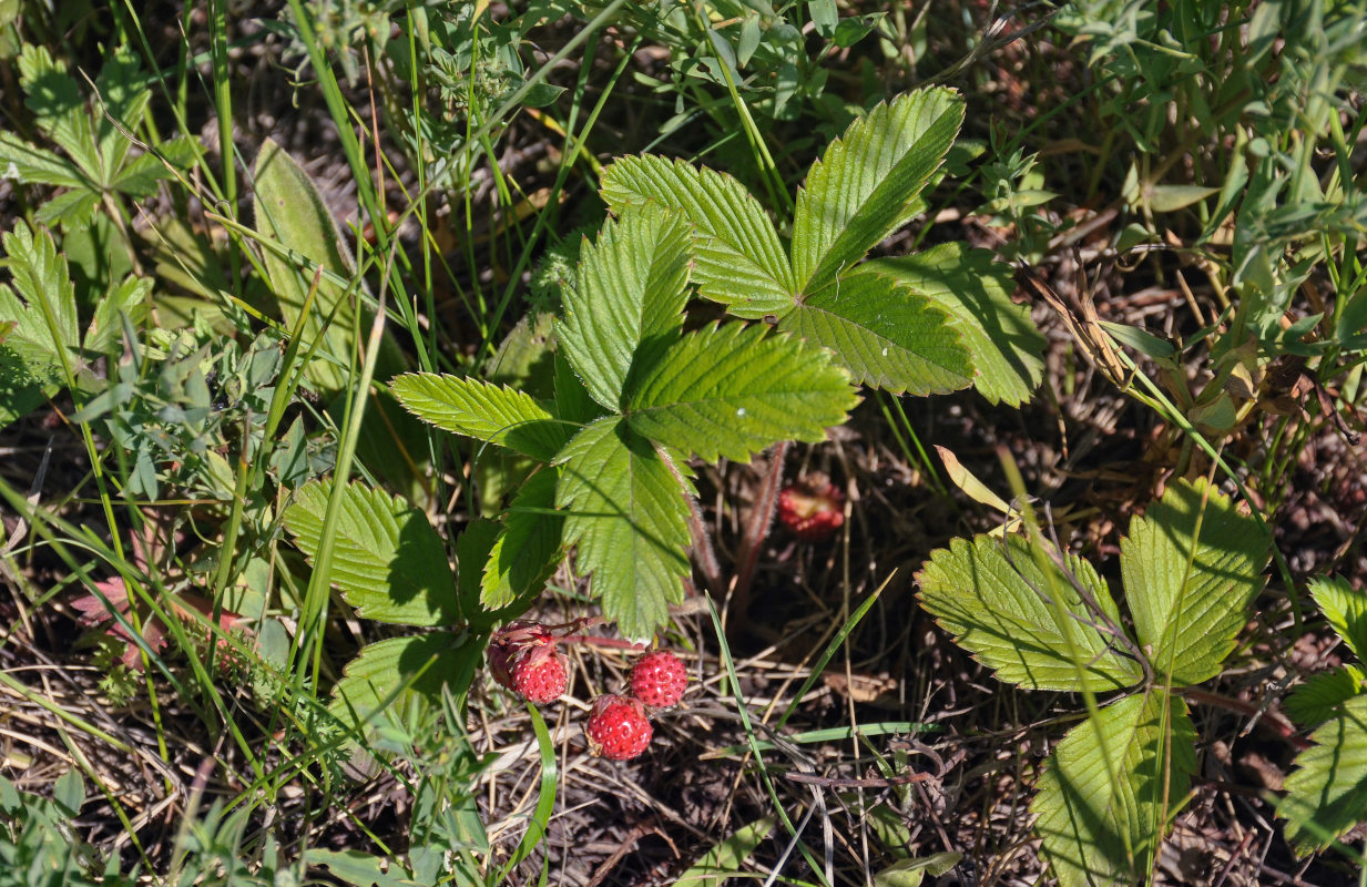 Изображение особи Fragaria viridis.