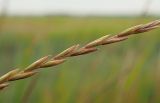 Elytrigia repens