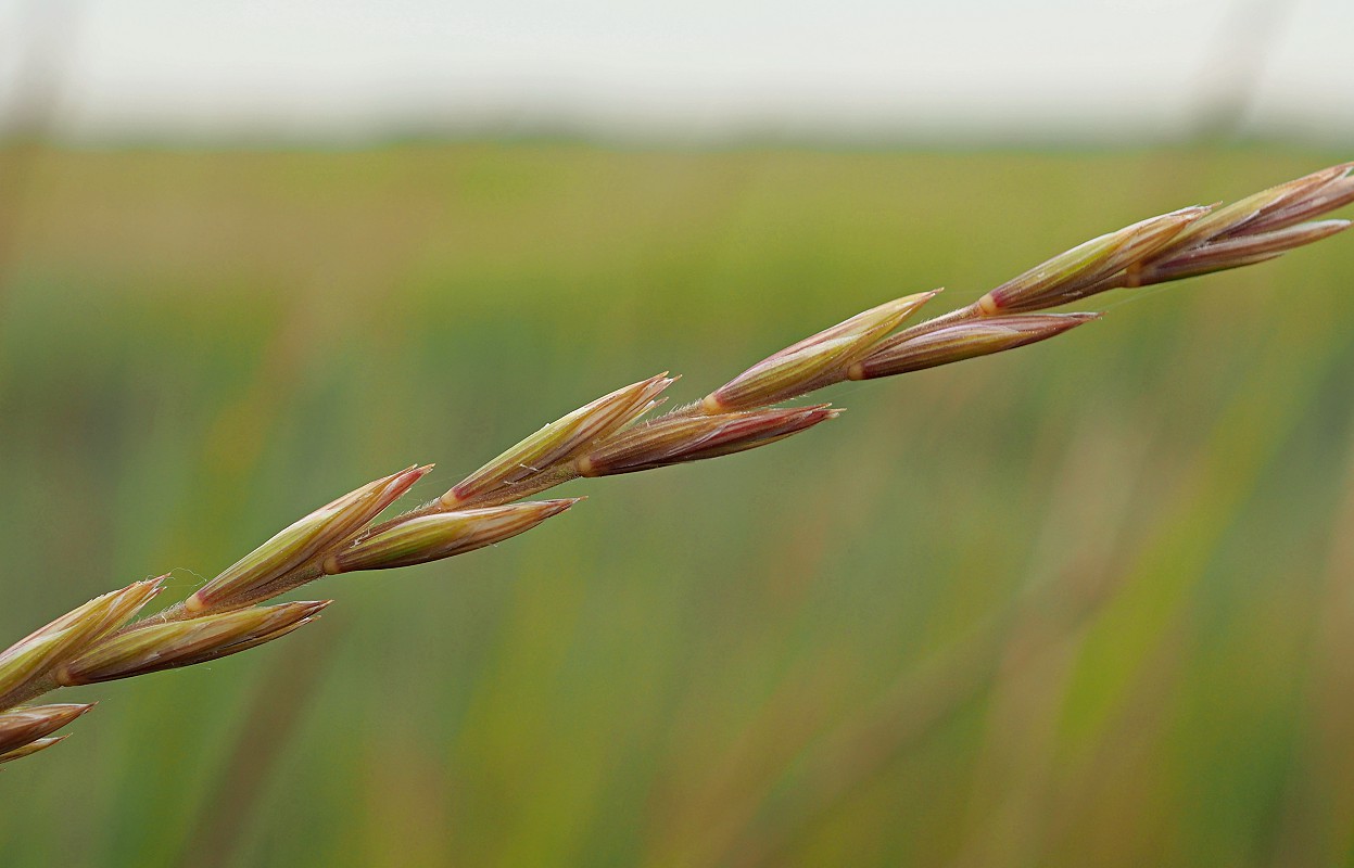 Image of Elytrigia repens specimen.