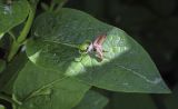 Lonicera alpigena