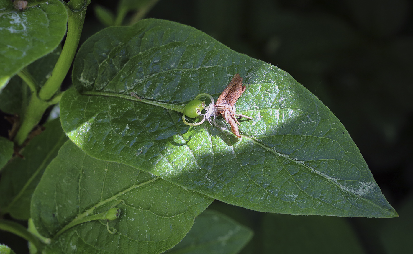 Изображение особи Lonicera alpigena.