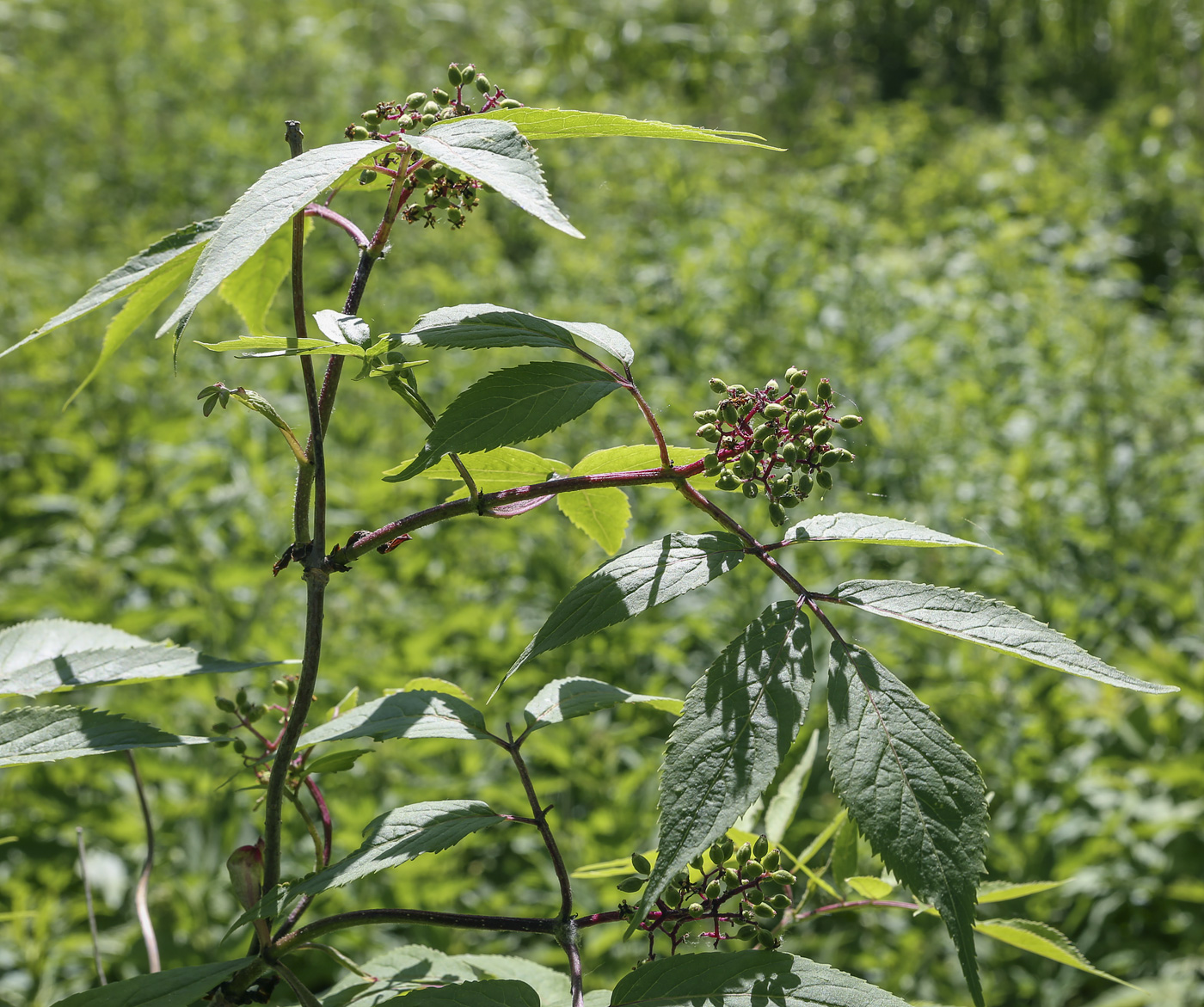 Изображение особи Sambucus racemosa.