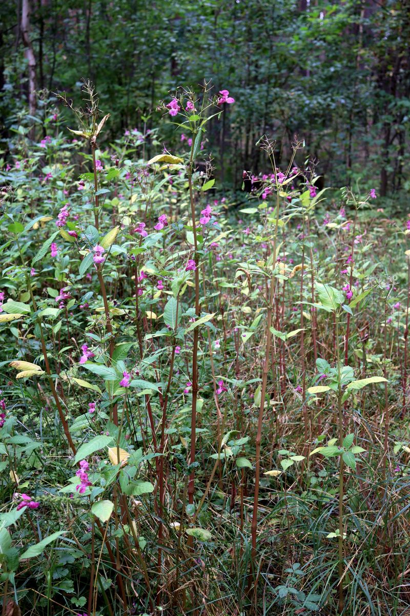 Image of Impatiens glandulifera specimen.