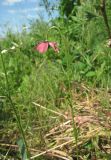 Papaver hybridum