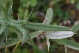 genus Cirsium. Часть листа. Республика Ингушетия, Джейрахский р-н, ур. Нижний Кяхк, луг. 22 июня 2022 г.