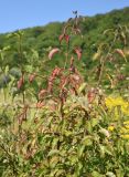 Pyrus caucasica. Верхушки ветвей молодого растения с повреждёнными грибами(?) листьями. Республика Адыгея, окраина пос. Каменномостский, ур. Холодное, луг. 31 июля 2022 г.