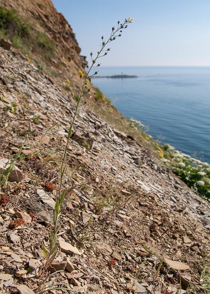 Image of Camelina microcarpa specimen.