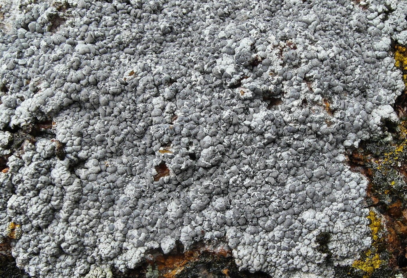 Изображение особи Lecanora rupicola.