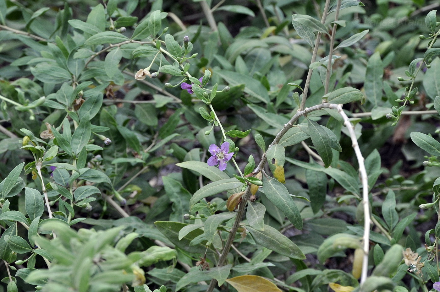 Изображение особи Lycium barbarum.