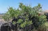 Rhamnus erythroxyloides. Плодоносящее растение. Армения, обл. Арагацотн, окр. с. Агарак, ≈ 1000 м н.у.м., каменистый склон. 20.06.2022.