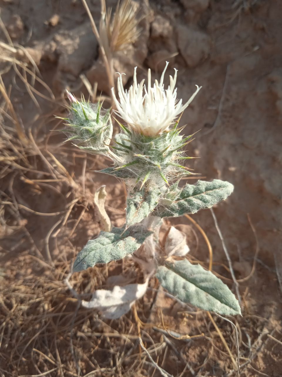 Image of Cousinia pusilla specimen.