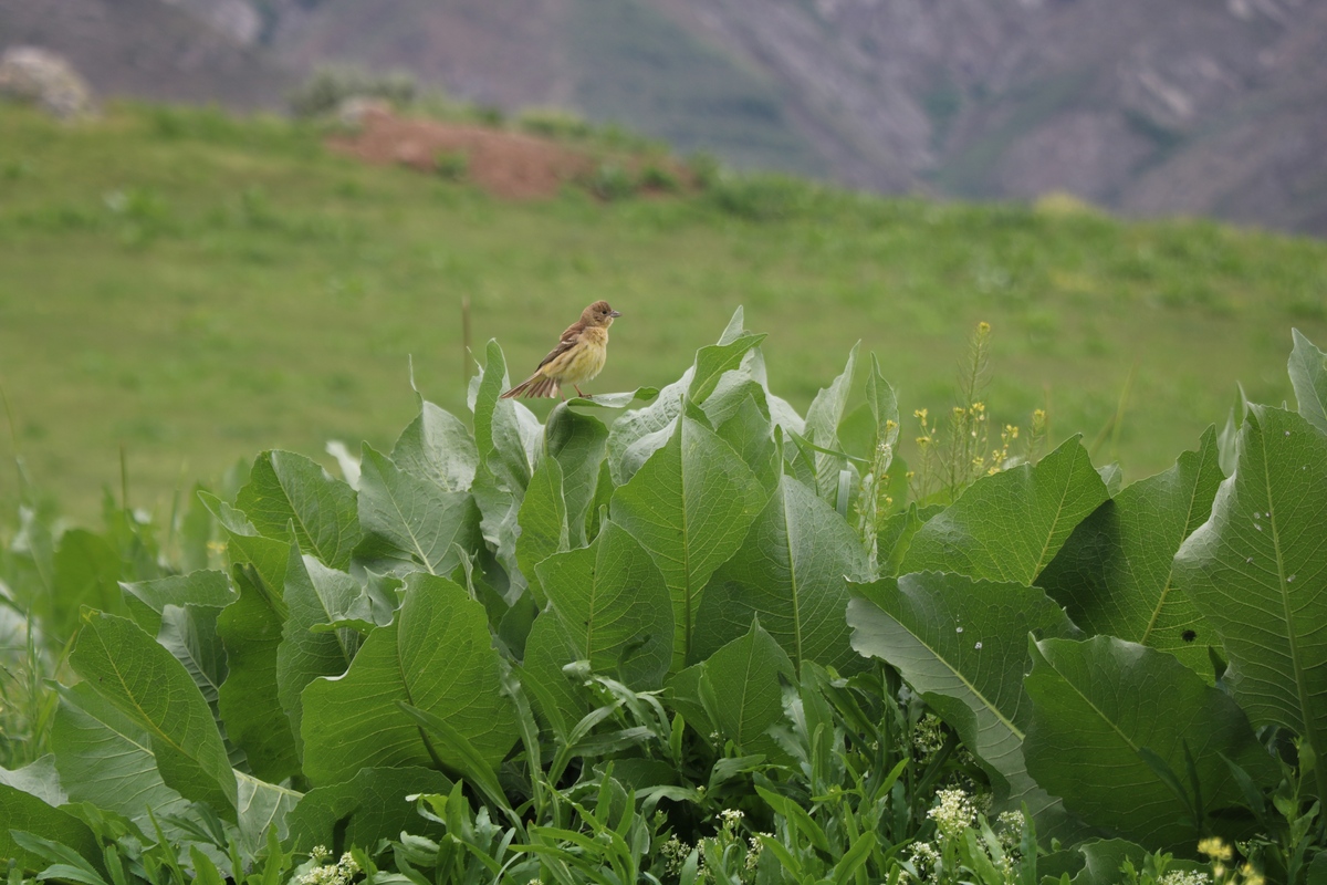 Image of Centaurea behen specimen.