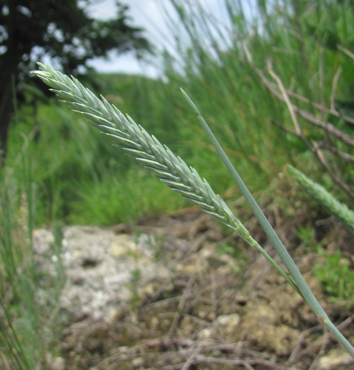 Изображение особи семейство Poaceae.