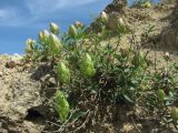 genus Scutellaria. Растение с развивающимися соцветиями. Краснодарский край, окр. г. Армавир, скальный выход. 06.05.2023.