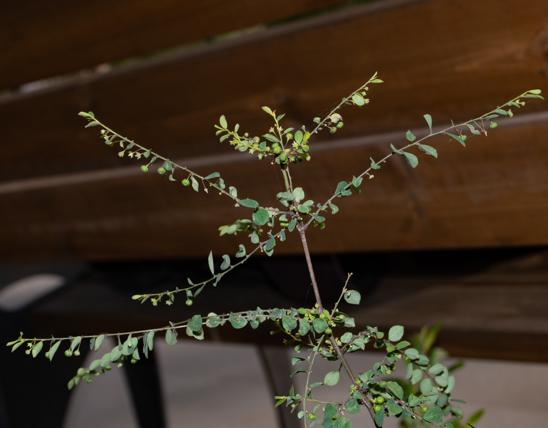 Image of Phyllanthus rotundifolius specimen.