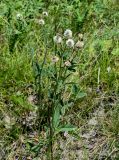 Trifolium montanum