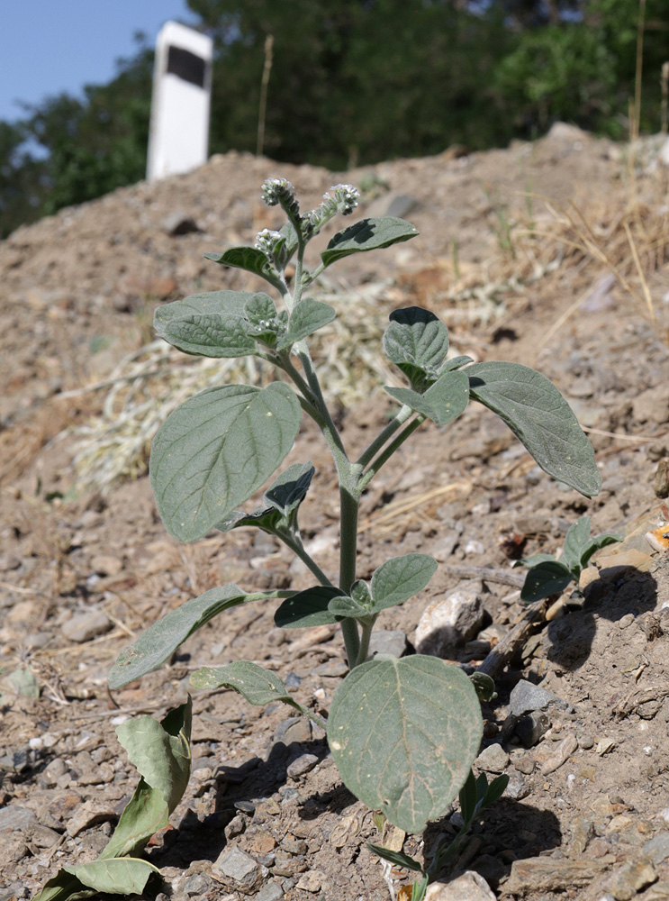 Изображение особи Heliotropium ellipticum.