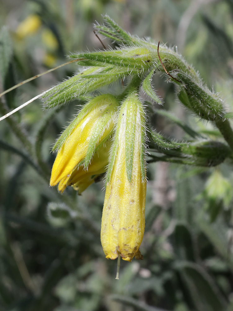 Image of Onosma caucasica specimen.