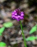 Anacamptis pyramidalis. Верхушка побега с соцветием. Грузия, Самцхе-Джавахети, национальный парк \"Боржоми-Харагаули\", широколиственный лес. 11.06.2023.