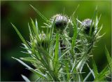 Cirsium vulgare. Развивающиеся соцветия на верхушках побегов. Московская обл., Раменский р-н, окр. дер. Хрипань, садовый участок. 04.08.2023.