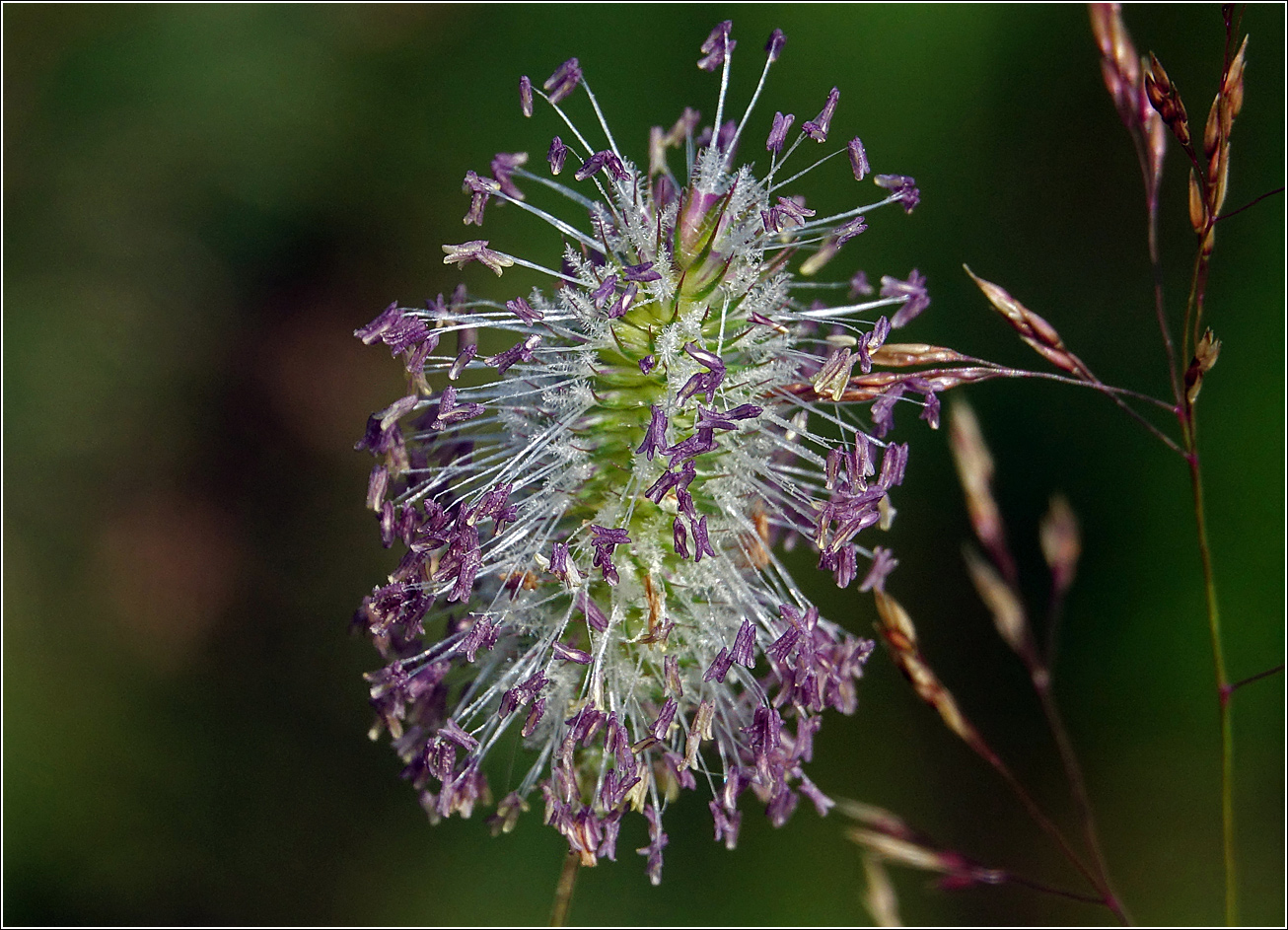 Image of Phleum pratense specimen.
