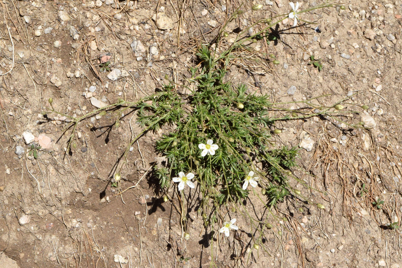 Image of Eremogone griffithii specimen.