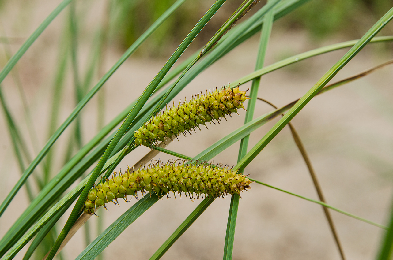 Image of Carex rostrata specimen.