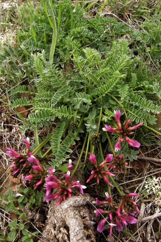 Image of Astragalus suprapilosus specimen.