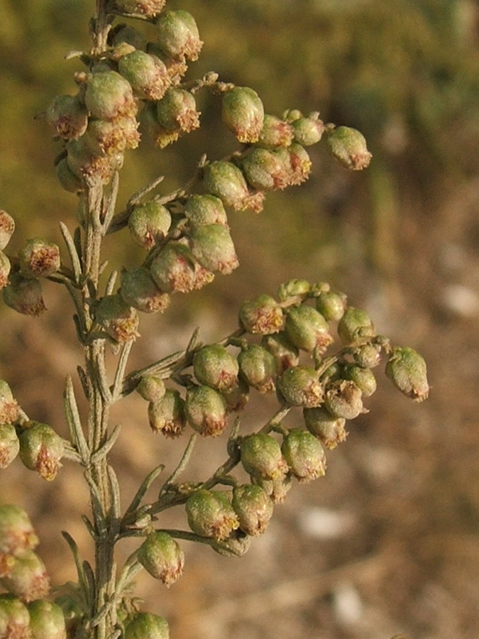 Image of Artemisia scoparia specimen.