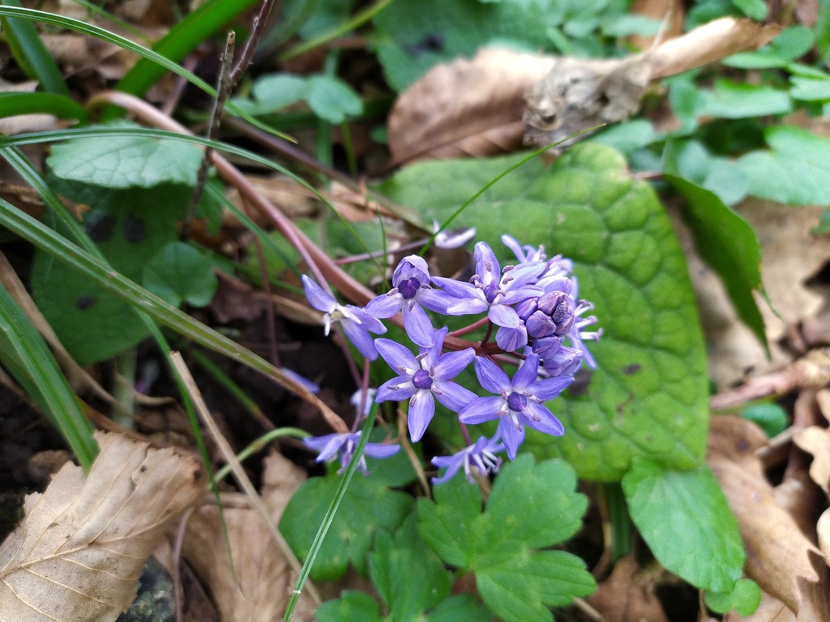 Image of Scilla bifolia specimen.