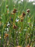 Carex gynocrates