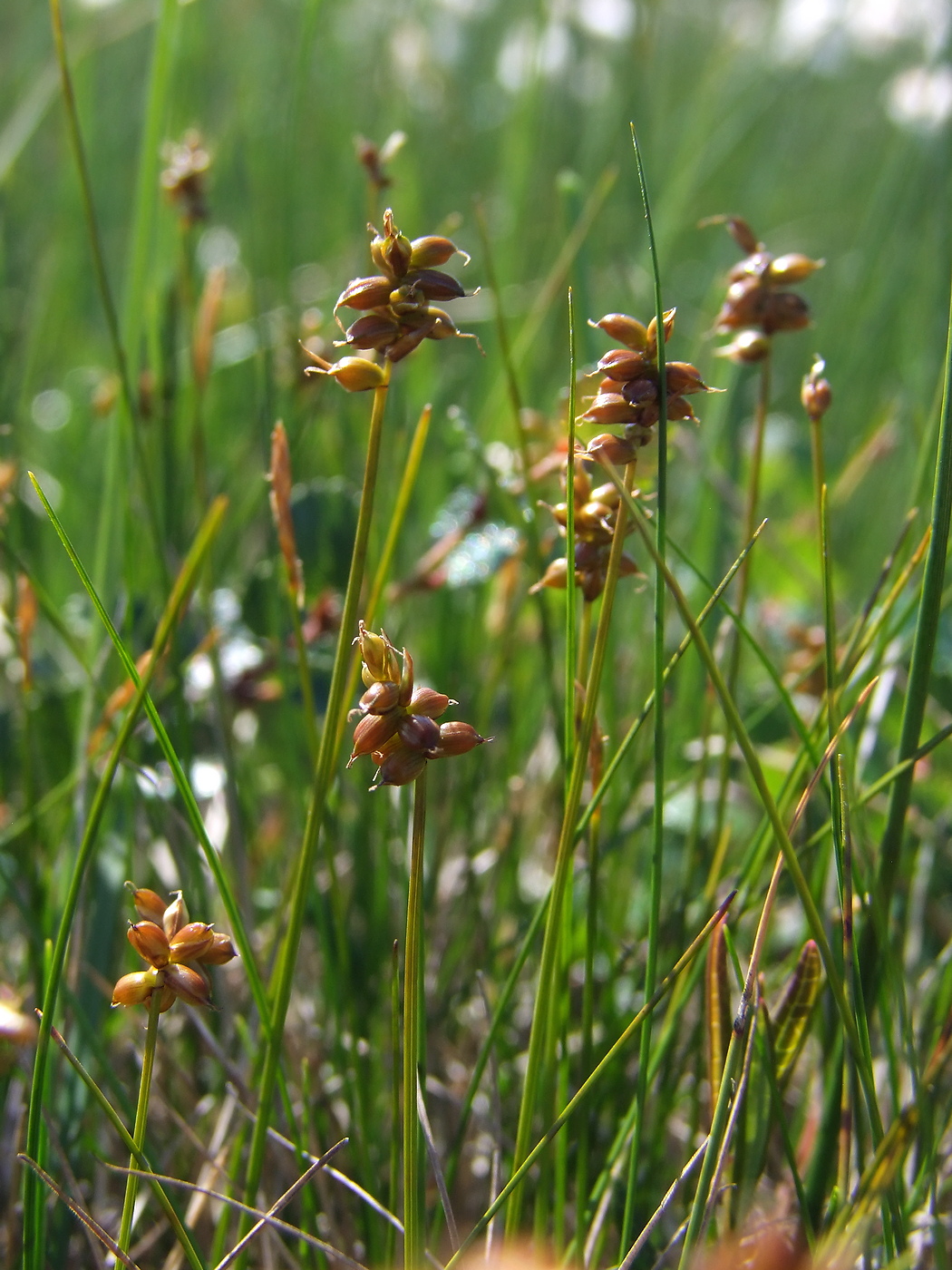 Image of Carex gynocrates specimen.