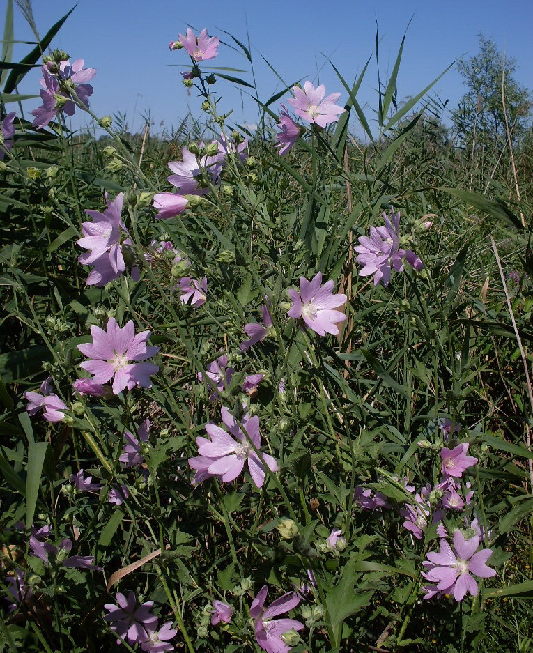 Image of Malva thuringiaca specimen.