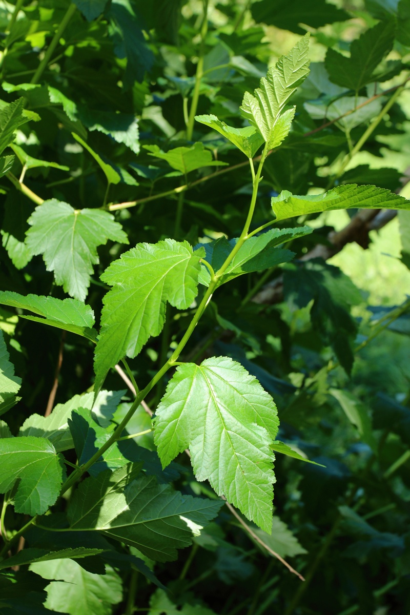 Image of Physocarpus opulifolius specimen.