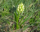 Dactylorhiza romana подвид georgica. Цветущее растение. Краснодарский край, м/о г. Новороссийск, вершина 429, остепнённый луг. 10.04.2024.