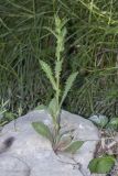 Sonchus asper