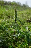 genus Pedicularis. Бутонизирующие растения. Республика Башкортостан, Хайбуллинский р-н, Акъюловский сельсовет, окр. дер. Акназарово, долина р. Сакмара, травянистый склон прибрежного скальника. 29 апреля 2024 г.