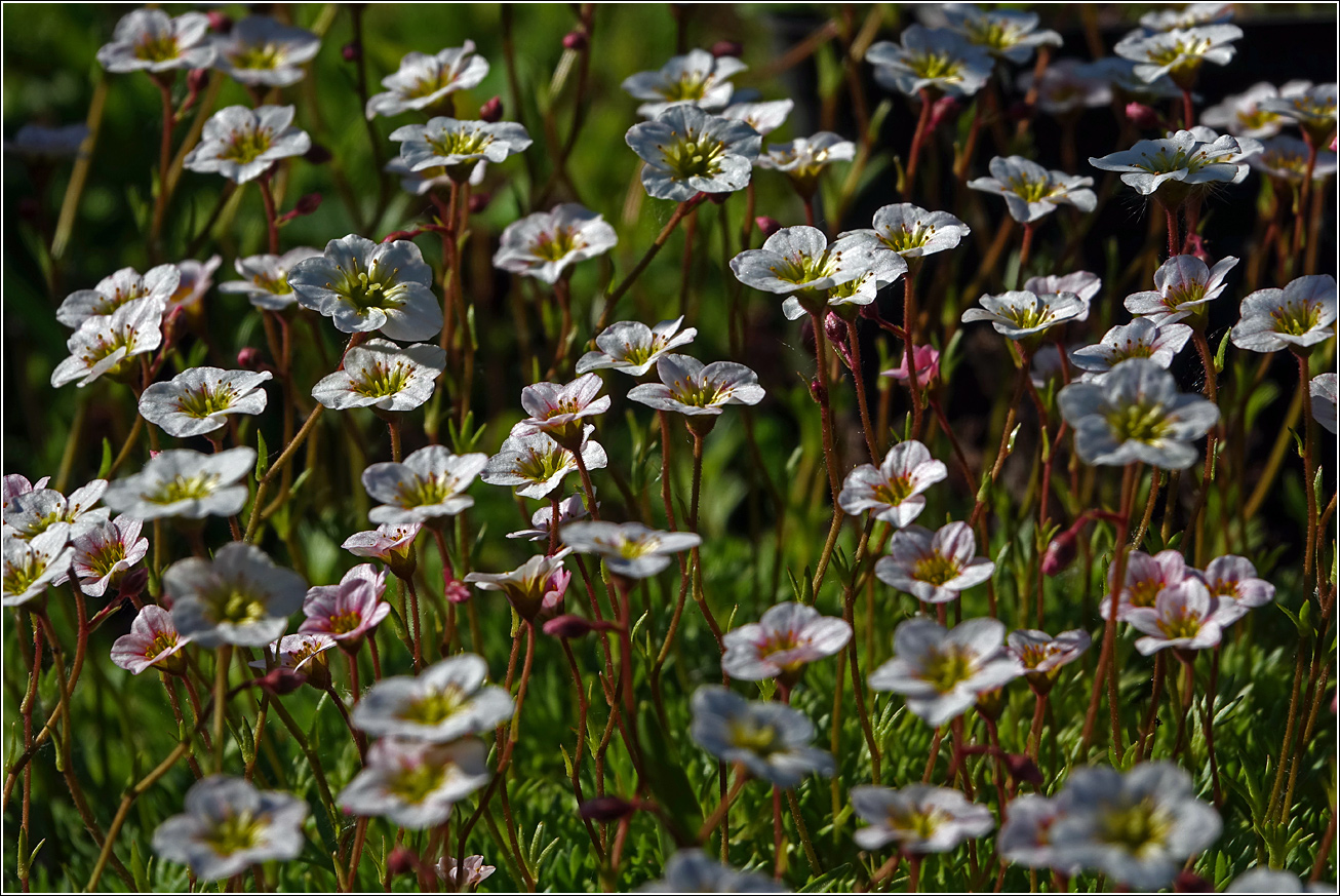 Изображение особи Saxifraga &times; arendsii.