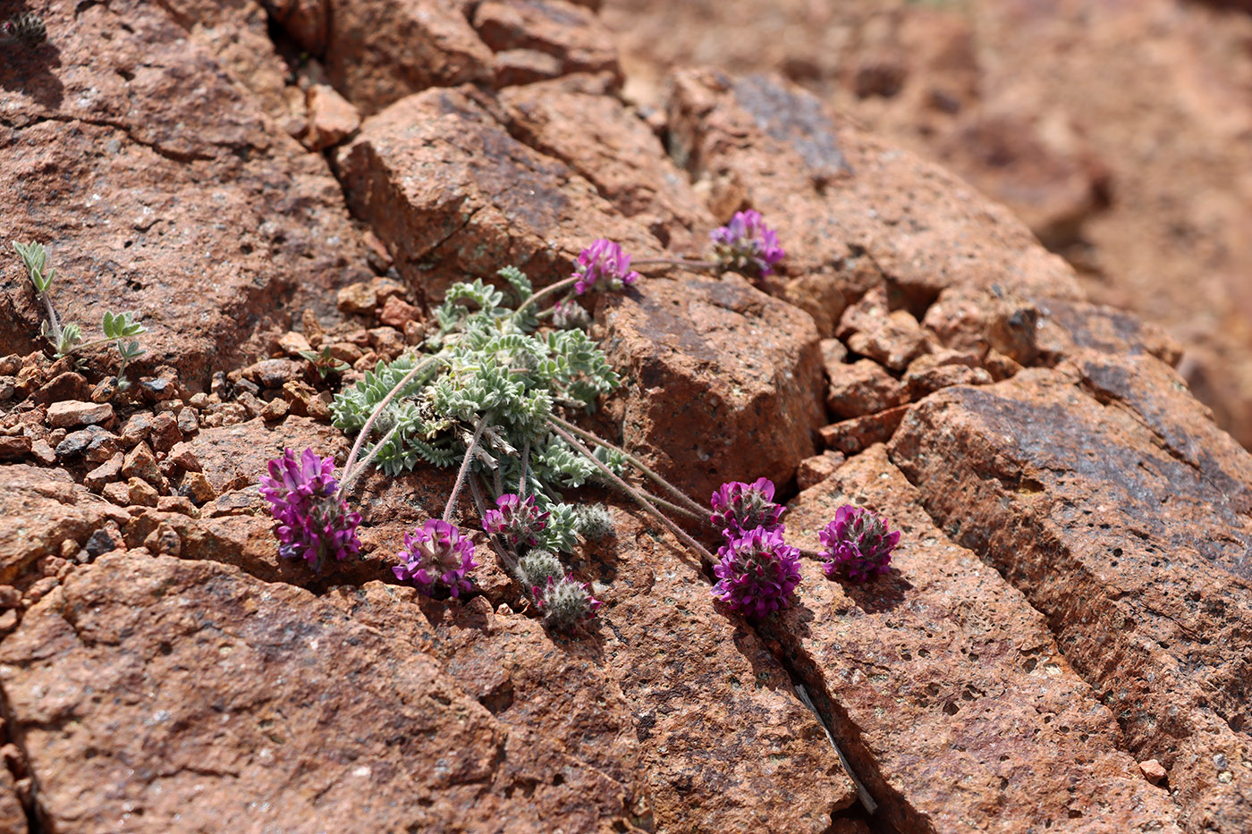 Image of Oxytropis microsphaera specimen.