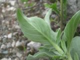 Lomelosia olgae