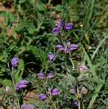 Phlomis pungens