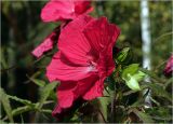 Hibiscus × hybridus. Цветок и бутоны. Московская обл., Раменский р-н, окр. дер. Хрипань, садовый участок. 12.09.2024.