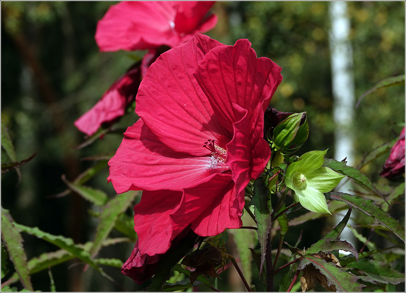 Image of Hibiscus × hybridus specimen.