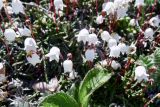 Cassiope lycopodioides