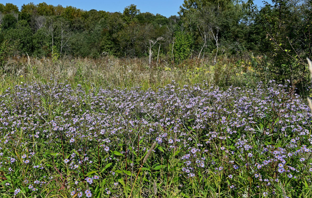 Image of Symphyotrichum novi-belgii specimen.