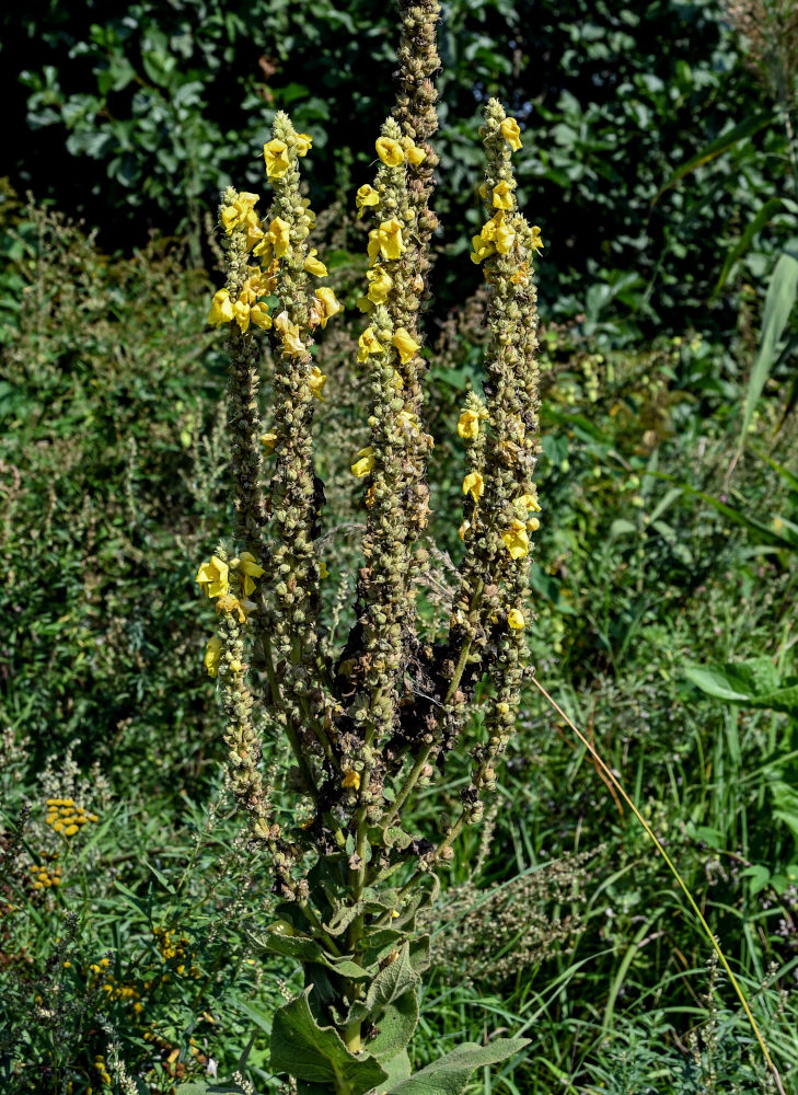 Изображение особи Verbascum densiflorum.
