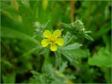 Potentilla argentea